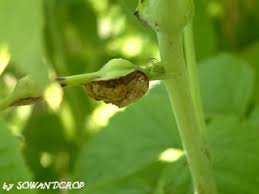 Attēlu rezultāti vaicājumam “Lasioptera rubi larva”