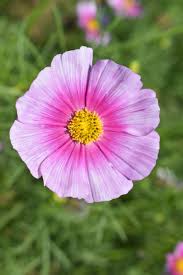 Image result for Cosmos bipinnatus