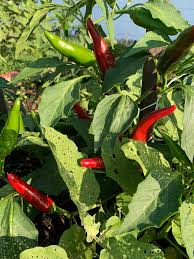 Afbeeldingsresultaat voor Szegedi 80 hot pepper