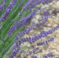 Attēlu rezultāti vaicājumam “Lavandula angustifolia”