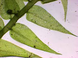 Attēlu rezultāti vaicājumam “Leptodictyum riparium”