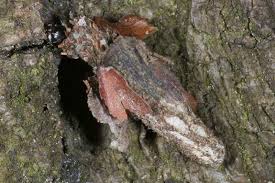 Attēlu rezultāti vaicājumam “Proutia betulina”