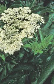 Attēlu rezultāti vaicājumam “Sambucus nigra flower”