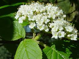 Attēlu rezultāti vaicājumam “Viburnum lantana  flower”