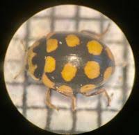 Attēlu rezultāti vaicājumam “Coccinula quatuordecimpustulata”