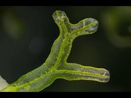 Attēlu rezultāti vaicājumam “Lophozia ascendens”