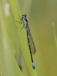 Attēlu rezultāti vaicājumam “Coenagrion pulchellum male”