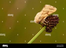 Attēlu rezultāti vaicājumam “Malacosoma castrensis larva”