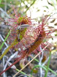 Attēlu rezultāti vaicājumam “Drosera anglica flower”