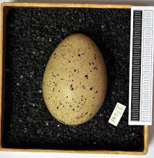 Attēlu rezultāti vaicājumam “Fulica atra eggs”