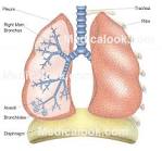 Lungs - Medicalook Human Anatomy organs