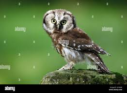 Attēlu rezultāti vaicājumam “Aegolius funereus”