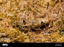 Attēlu rezultāti vaicājumam “Rhagium mordax”