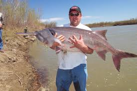 Image result for Polyodon spathula