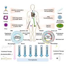 Image result for backmodel terzi