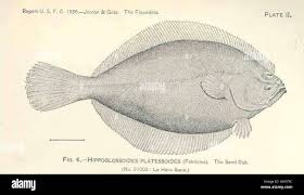 Image result for Hippoglossoides platessoides