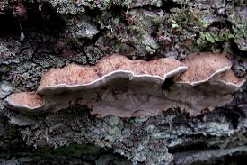 Attēlu rezultāti vaicājumam “Phellinus ferrugineofuscus”