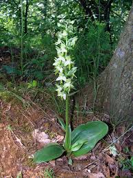 Attēlu rezultāti vaicājumam “Platanthera chlorantha”