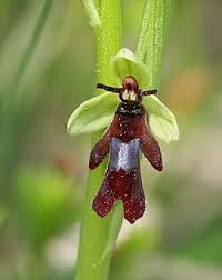 Attēlu rezultāti vaicājumam “Ophrys insectifera flower”