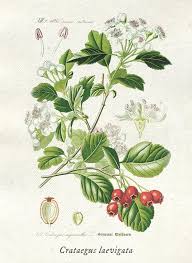 Attēlu rezultāti vaicājumam “Crataegus”