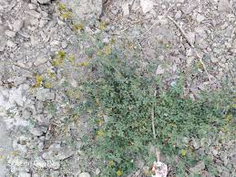 Attēlu rezultāti vaicājumam “Medicago x varia  leaf”