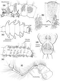 Attēlu rezultāti vaicājumam “Limnephilus larva”