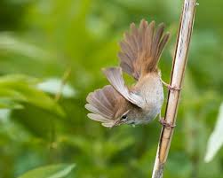 Image result for Cettia cetti