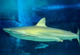 Image result for Carcharhinus obscurus