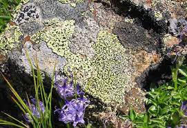 Attēlu rezultāti vaicājumam “Rhizocarpon geographicum”