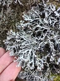 Attēlu rezultāti vaicājumam “Hypogymnia vittata”