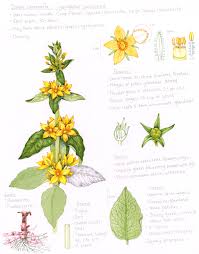 Attēlu rezultāti vaicājumam “Lysimachia punctata”