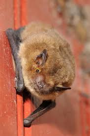 Attēlu rezultāti vaicājumam “Pipistrellus nathusii”