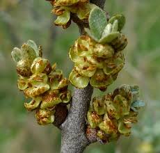 Attēlu rezultāti vaicājumam “Hippophae rhamnoides female flower”