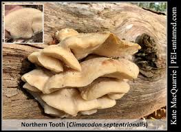 Attēlu rezultāti vaicājumam “Climacodon septentrionalis”