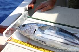 Image result for Katsuwonus pelamis