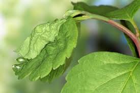 Attēlu rezultāti vaicājumam “Celypha siderana”