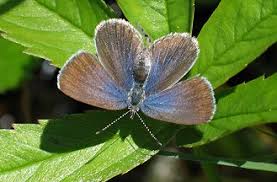 Attēlu rezultāti vaicājumam “Vacciniina optilete female”