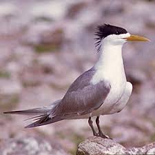 Attēlu rezultāti vaicājumam “Sterna”