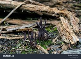 Attēlu rezultāti vaicājumam “Xylaria longipes”
