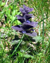 Attēlu rezultāti vaicājumam “Ajuga pyramidalis”