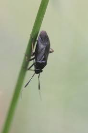 Attēlu rezultāti vaicājumam “Capsus ater”