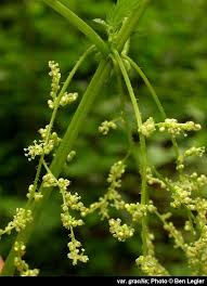Attēlu rezultāti vaicājumam “Urtica dioica fruit”