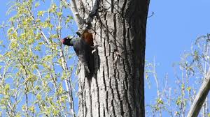 Attēlu rezultāti vaicājumam “Dryocopus martius nest”
