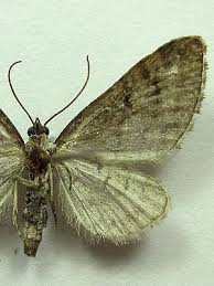 Attēlu rezultāti vaicājumam “Eupithecia pusillata”