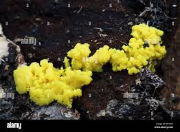 Attēlu rezultāti vaicājumam “Fuligo septica var. flava young”