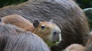 Attēlu rezultāti vaicājumam “Hydrochoerus hydrochaeris”