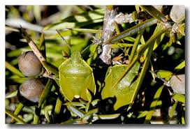 Attēlu rezultāti vaicājumam “Chlorochroa juniperina”