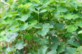 Attēlu rezultāti vaicājumam “Aquilegia vulgaris leaf”
