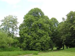 Attēlu rezultāti vaicājumam “Tilia platyphyllos subsp. cordifolia”