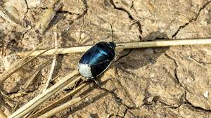 Attēlu rezultāti vaicājumam “Cydnidae”